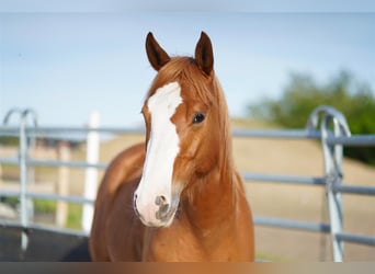 Caballo cuarto de milla, Caballo castrado, 5 años, 145 cm, Alazán