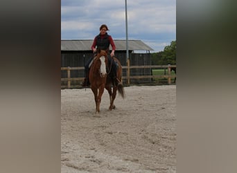 Caballo cuarto de milla, Caballo castrado, 5 años, 145 cm, Alazán