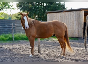 Caballo cuarto de milla, Caballo castrado, 5 años, 145 cm, Alazán