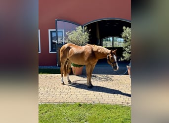 Caballo cuarto de milla, Caballo castrado, 5 años, 145 cm, Alazán