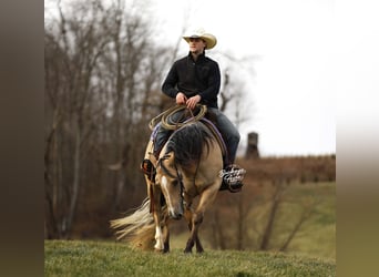 Caballo cuarto de milla, Caballo castrado, 5 años, 145 cm, Buckskin/Bayo