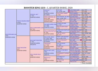 Caballo cuarto de milla, Caballo castrado, 5 años, 145 cm, Negro