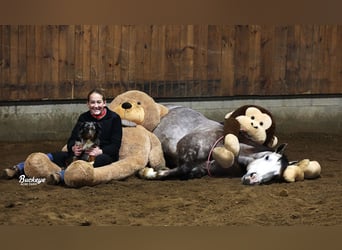 Caballo cuarto de milla, Caballo castrado, 5 años, 145 cm, Tordo rodado