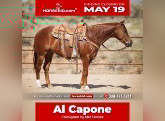 Caballo cuarto de milla, Caballo castrado, 5 años, 147 cm, Alazán rojizo