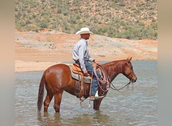 Caballo cuarto de milla, Caballo castrado, 5 años, 147 cm, Alazán rojizo