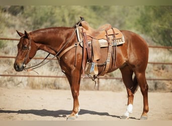 Caballo cuarto de milla, Caballo castrado, 5 años, 147 cm, Alazán rojizo