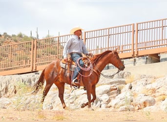 Caballo cuarto de milla, Caballo castrado, 5 años, 147 cm, Alazán rojizo