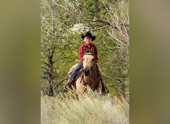 Caballo cuarto de milla, Caballo castrado, 5 años, 147 cm, Buckskin/Bayo