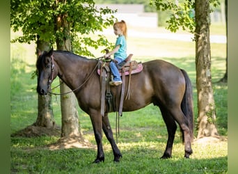 Caballo cuarto de milla Mestizo, Caballo castrado, 5 años, 147 cm, Castaño rojizo