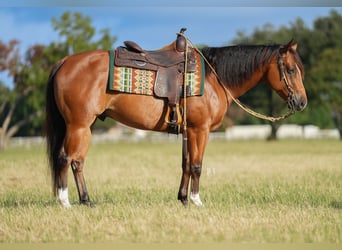 Caballo cuarto de milla Mestizo, Caballo castrado, 5 años, 147 cm, Castaño rojizo