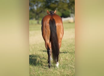 Caballo cuarto de milla Mestizo, Caballo castrado, 5 años, 147 cm, Castaño rojizo