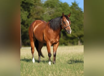 Caballo cuarto de milla Mestizo, Caballo castrado, 5 años, 147 cm, Castaño rojizo
