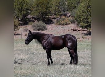 Caballo cuarto de milla, Caballo castrado, 5 años, 147 cm, Negro