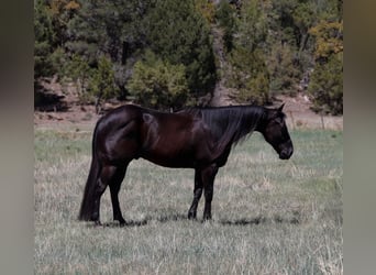 Caballo cuarto de milla, Caballo castrado, 5 años, 147 cm, Negro