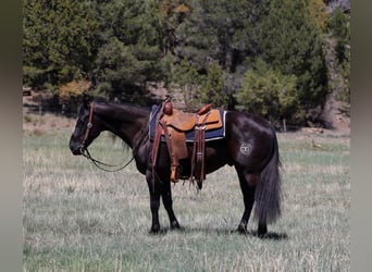 Caballo cuarto de milla, Caballo castrado, 5 años, 147 cm, Negro