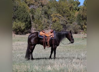 Caballo cuarto de milla, Caballo castrado, 5 años, 147 cm, Negro