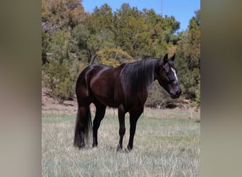 Caballo cuarto de milla, Caballo castrado, 5 años, 147 cm, Negro