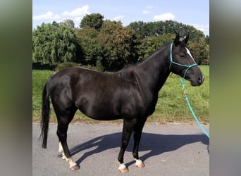 Caballo cuarto de milla, Caballo castrado, 5 años, 147 cm, Negro