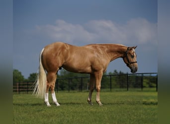 Caballo cuarto de milla, Caballo castrado, 5 años, 147 cm, Palomino