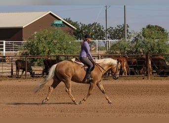 Caballo cuarto de milla, Caballo castrado, 5 años, 147 cm, Palomino