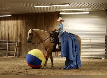 Caballo cuarto de milla, Caballo castrado, 5 años, 147 cm, Palomino