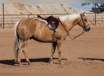 Caballo cuarto de milla, Caballo castrado, 5 años, 147 cm, Palomino