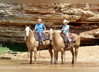 Caballo cuarto de milla, Caballo castrado, 5 años, 147 cm, Palomino