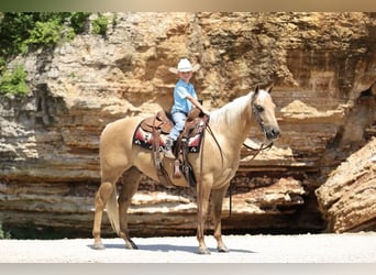 Caballo cuarto de milla, Caballo castrado, 5 años, 147 cm, Palomino