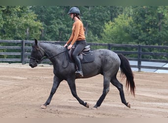 Caballo cuarto de milla, Caballo castrado, 5 años, 147 cm, Ruano azulado