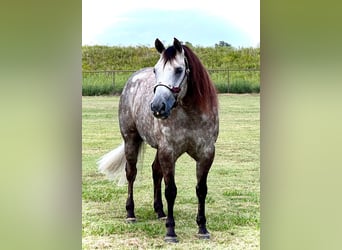 Caballo cuarto de milla, Caballo castrado, 5 años, 147 cm, Tordo