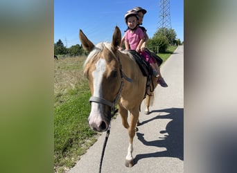 Caballo cuarto de milla, Caballo castrado, 5 años, 149 cm, Palomino