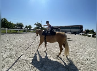 Caballo cuarto de milla, Caballo castrado, 5 años, 149 cm, Palomino