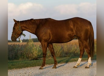 Caballo cuarto de milla, Caballo castrado, 5 años, 150 cm, Alazán rojizo