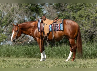 Caballo cuarto de milla, Caballo castrado, 5 años, 150 cm, Alazán rojizo