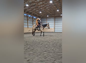 Caballo cuarto de milla, Caballo castrado, 5 años, 150 cm, Buckskin/Bayo