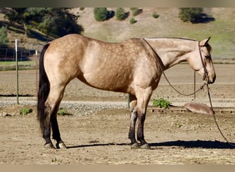 Caballo cuarto de milla, Caballo castrado, 5 años, 150 cm, Buckskin/Bayo