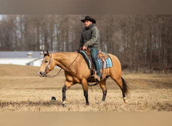 Caballo cuarto de milla, Caballo castrado, 5 años, 150 cm, Buckskin/Bayo