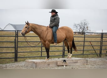 Caballo cuarto de milla, Caballo castrado, 5 años, 150 cm, Buckskin/Bayo