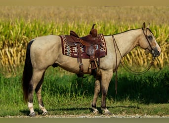 Caballo cuarto de milla, Caballo castrado, 5 años, 150 cm, Buckskin/Bayo