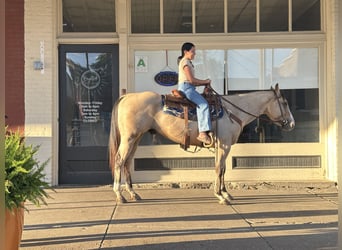 Caballo cuarto de milla, Caballo castrado, 5 años, 150 cm, Buckskin/Bayo