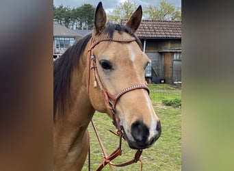 Caballo cuarto de milla Mestizo, Caballo castrado, 5 años, 150 cm, Buckskin/Bayo
