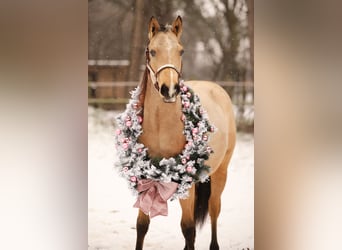 Caballo cuarto de milla Mestizo, Caballo castrado, 5 años, 150 cm, Buckskin/Bayo