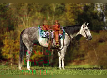 Caballo cuarto de milla, Caballo castrado, 5 años, 150 cm