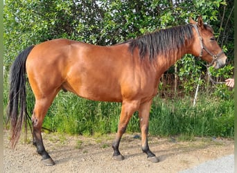 Caballo cuarto de milla, Caballo castrado, 5 años, 150 cm, Castaño