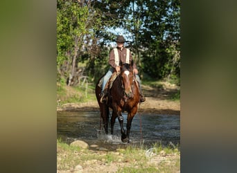 Caballo cuarto de milla, Caballo castrado, 5 años, 150 cm, Castaño rojizo