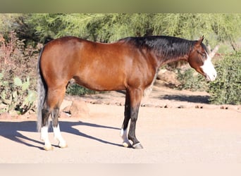 Caballo cuarto de milla, Caballo castrado, 5 años, 150 cm, Castaño rojizo
