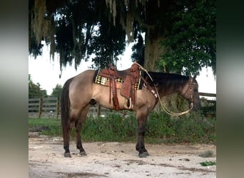 Caballo cuarto de milla, Caballo castrado, 5 años, 150 cm, Grullo