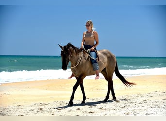 Caballo cuarto de milla, Caballo castrado, 5 años, 150 cm, Grullo