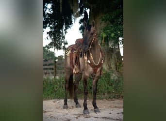 Caballo cuarto de milla, Caballo castrado, 5 años, 150 cm, Grullo