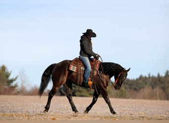 Caballo cuarto de milla, Caballo castrado, 5 años, 150 cm, Negro